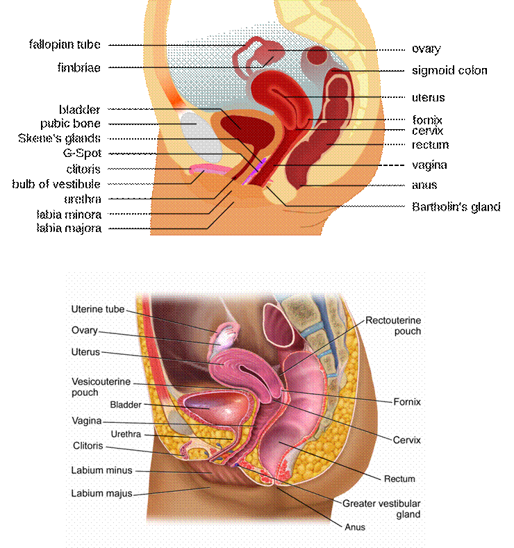 Side View Of Female Reproductive System